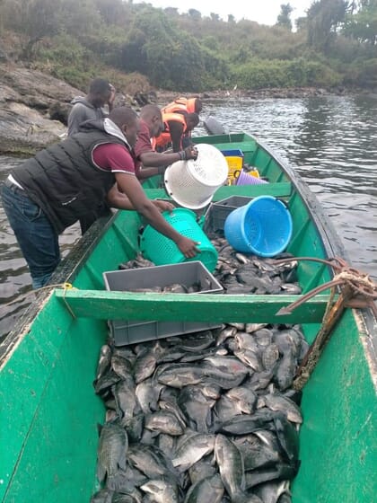 harvested fish in a canoe