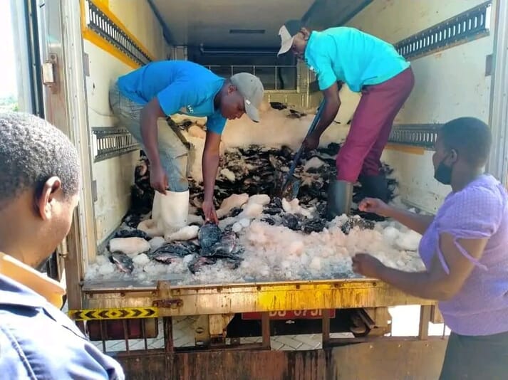 unloading tilapia from a refrigerated truck