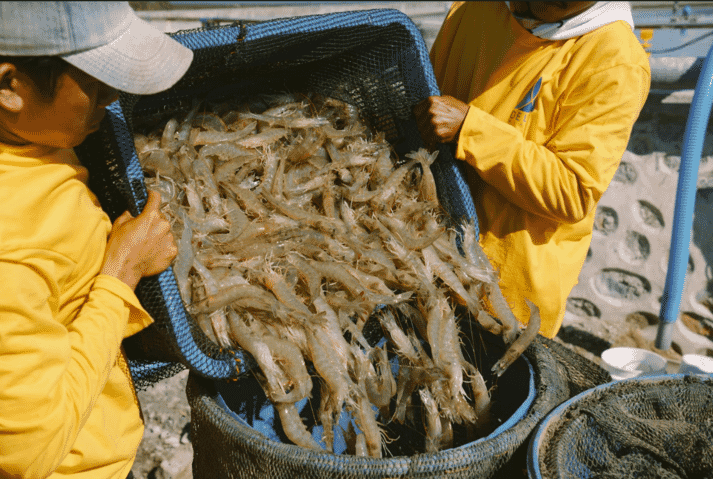 shrimp being unloaded into buckets