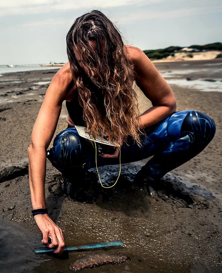 Person measuring a sea cucumber on the shore