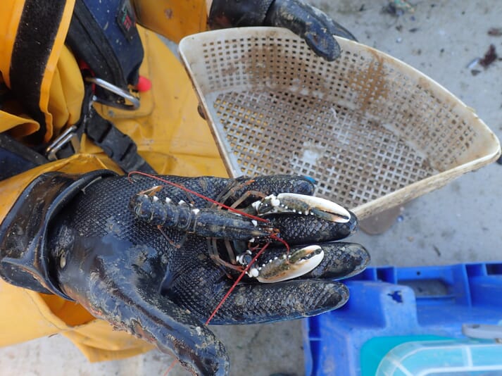 The reserachers placed juvenile lobsters in containers similar to this, at a depth of 2m on the outside of the salmon pens