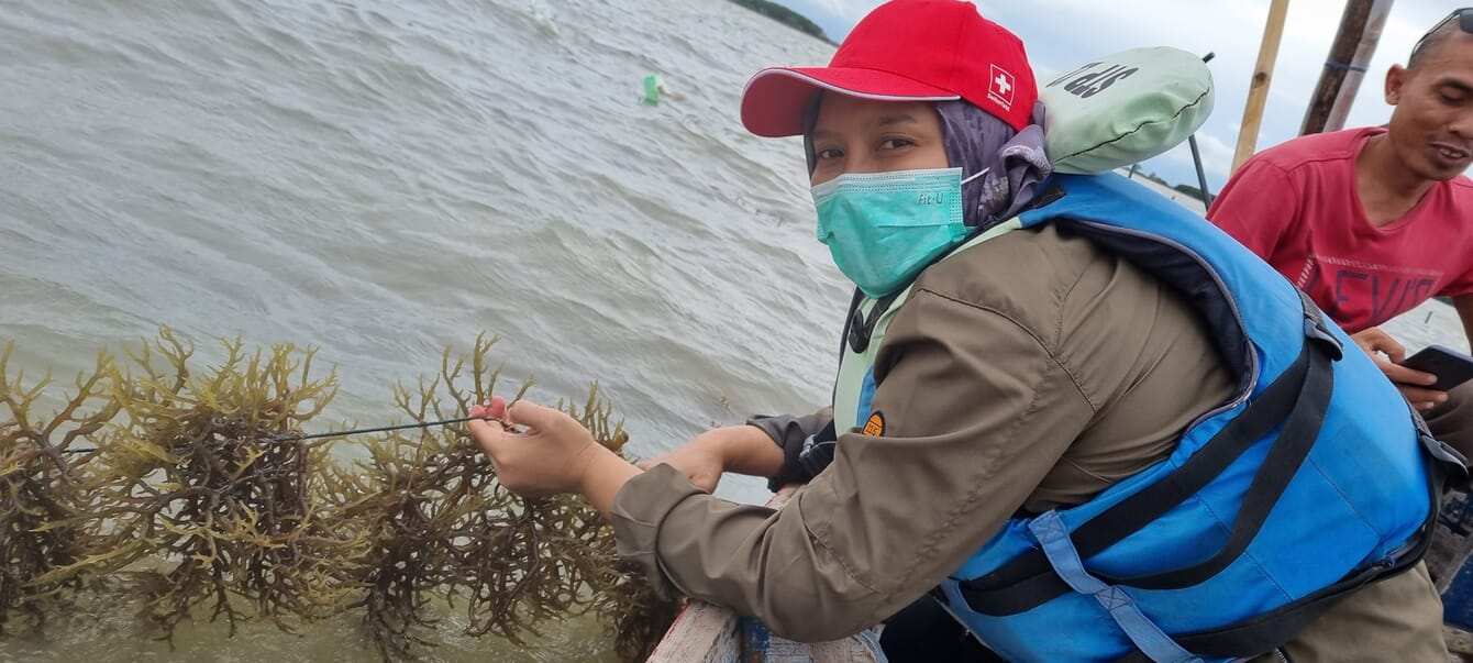 Ita Sualia harvesting seaweed