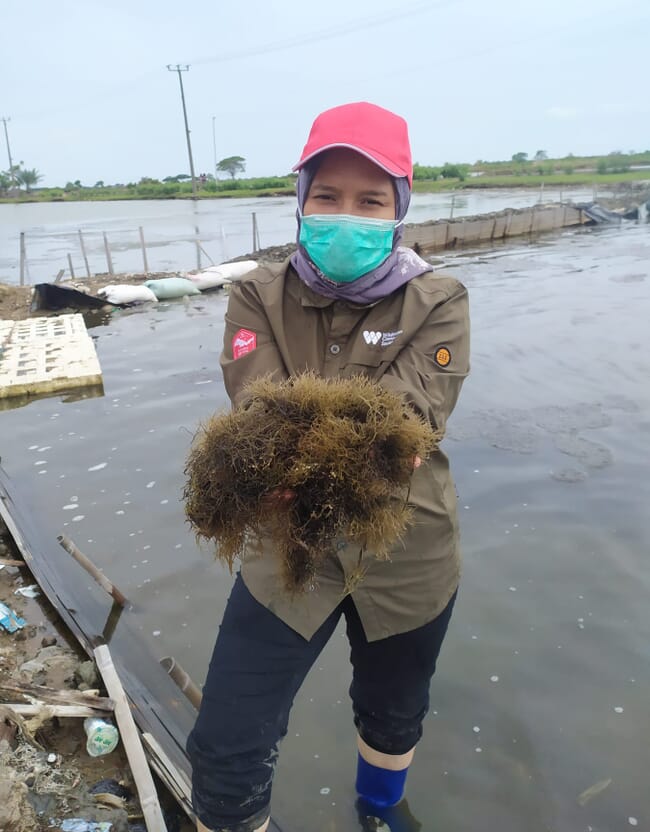 Ita Sualia holding seaweed