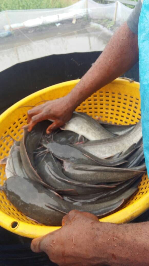 Aquaculture in Nigeria has grown by 20 percent a year since 2013