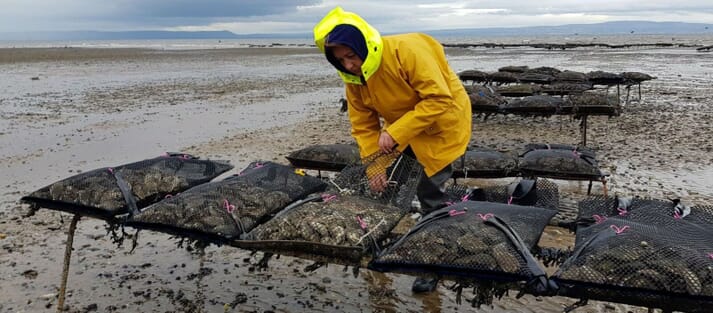 A farmer checking oyster bags on trestles at low tide