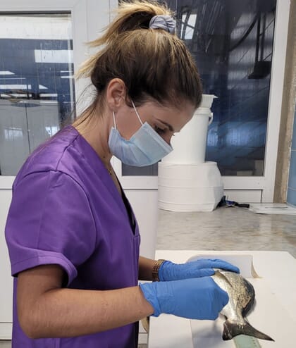 researcher measuring a fish