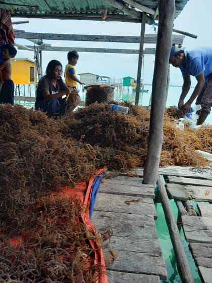workers cleaning farmed seaweed