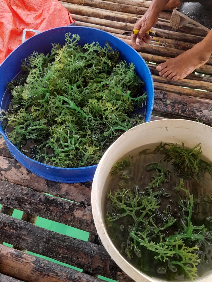sustainably farmed tropical seaweed