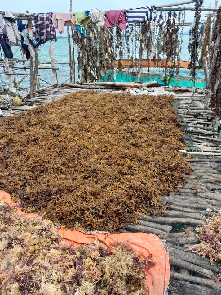 Intertidal algae from a seaweed farming site