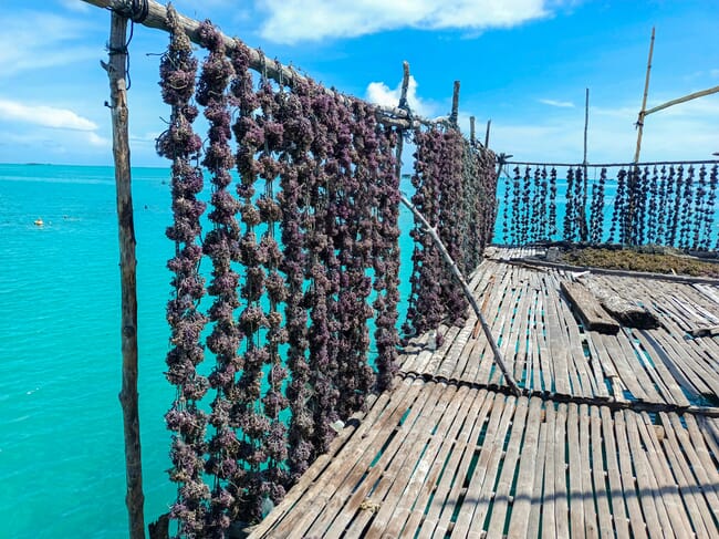 Drying farmed seaweed
