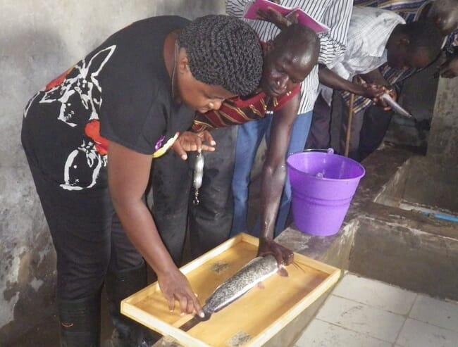 Measuring and weighing fish