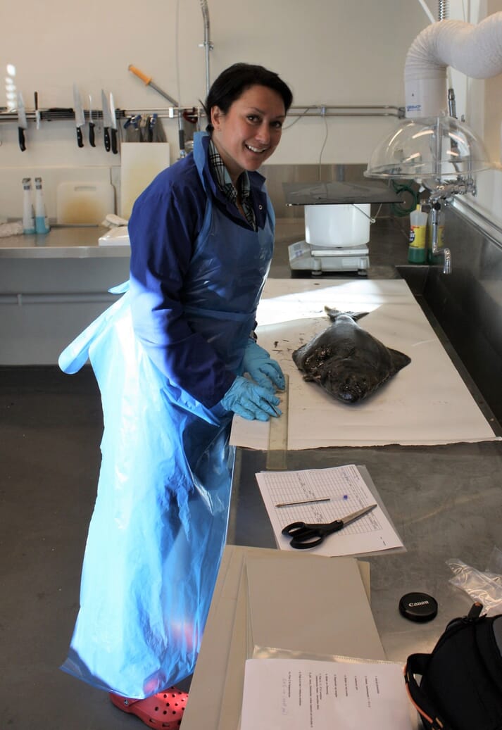 Measuring and recording whiteness, texture, fillet thickness and omega-3 content of halibut at Nofima.