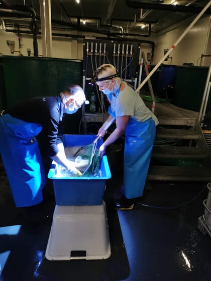 two people netting fish in a blue container