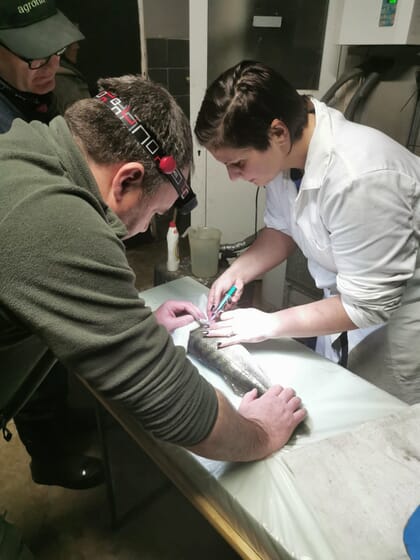 woman doing a health assessment on a sedated fish