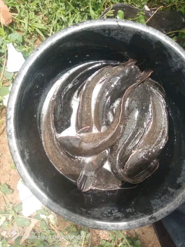 harvested catfish
