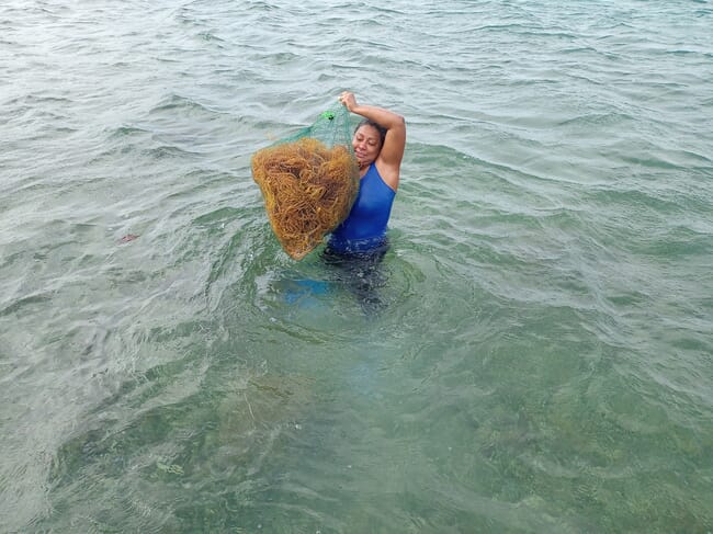 Gutierrez-Corley gathering farmed seaweed