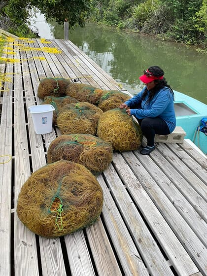 woman sorting seaweed into mesh bags