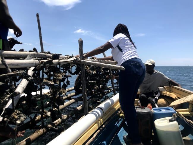 Woman fixing oyster lines