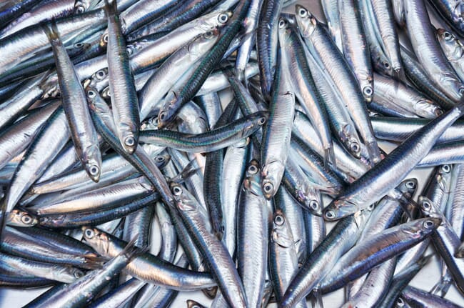 a pile of anchovies