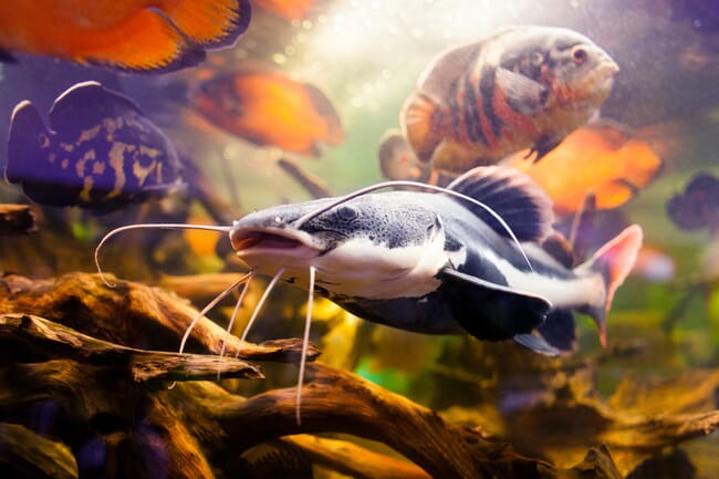 The rise and rise of global catfish culture