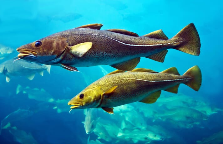 The cod farming industry peaked in 2010, when 22,000 tonnes were produced