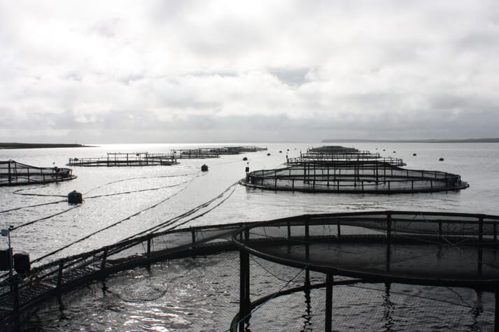 240 salmon farms are currently ASC certified