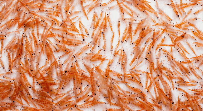 un gran número de krill