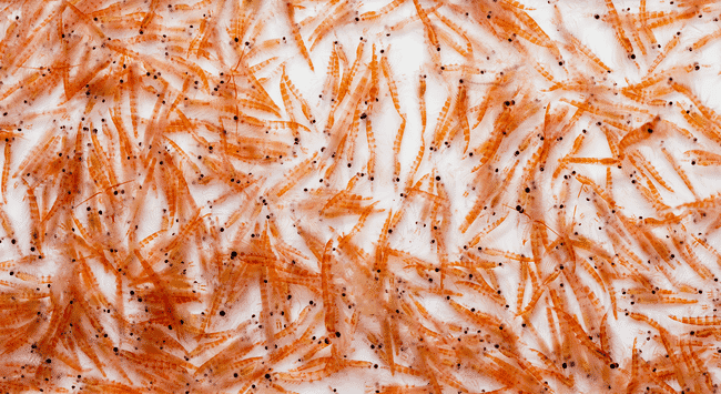 Lots of krill.