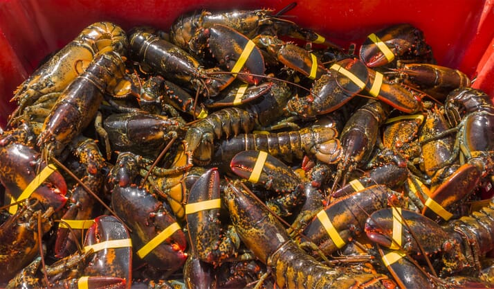 UK launches first decapod crustacean welfare benchmark | The Fish Site