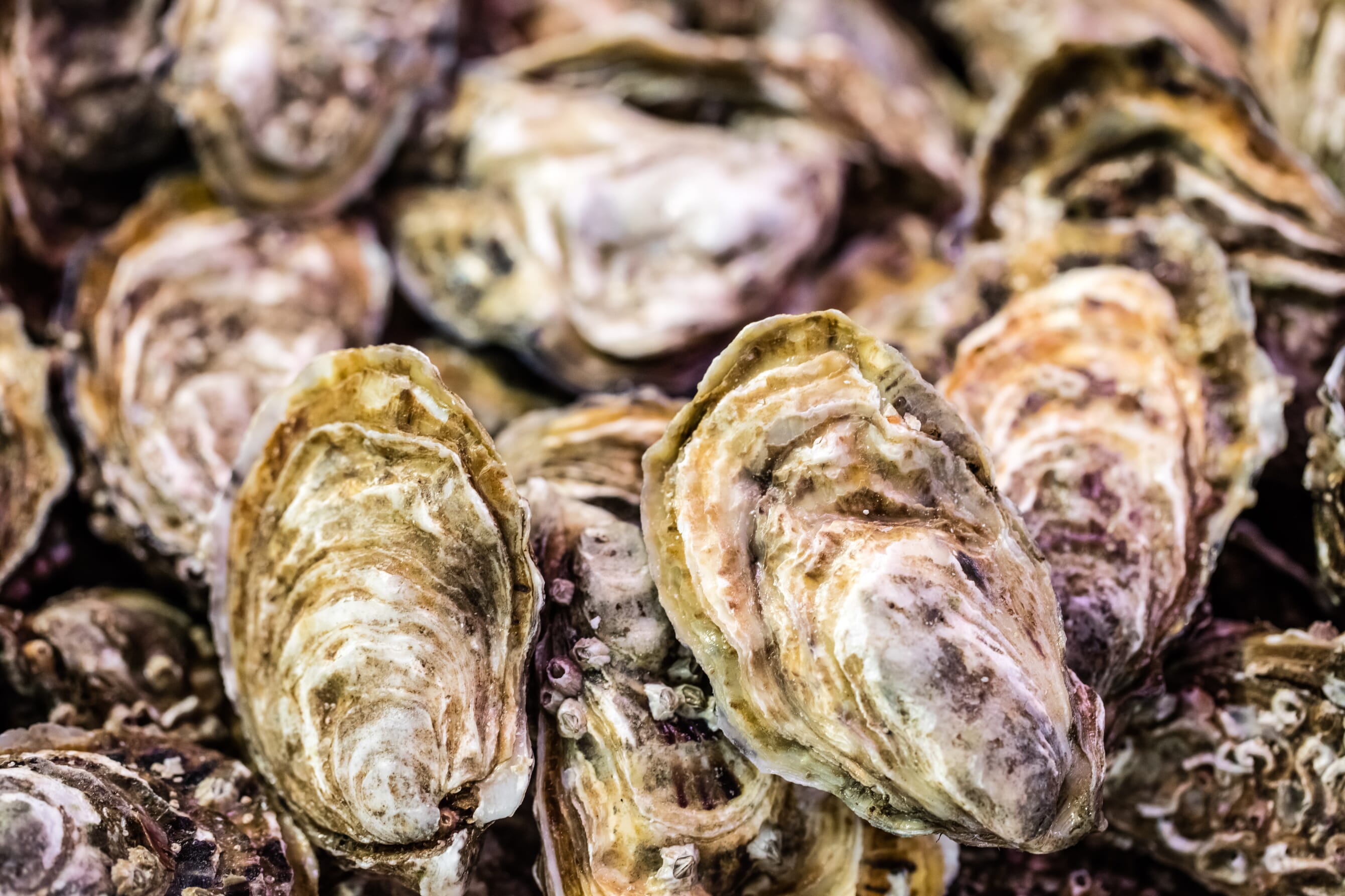 Breeding oysters that are resistant to herpesvirus The Fish Site