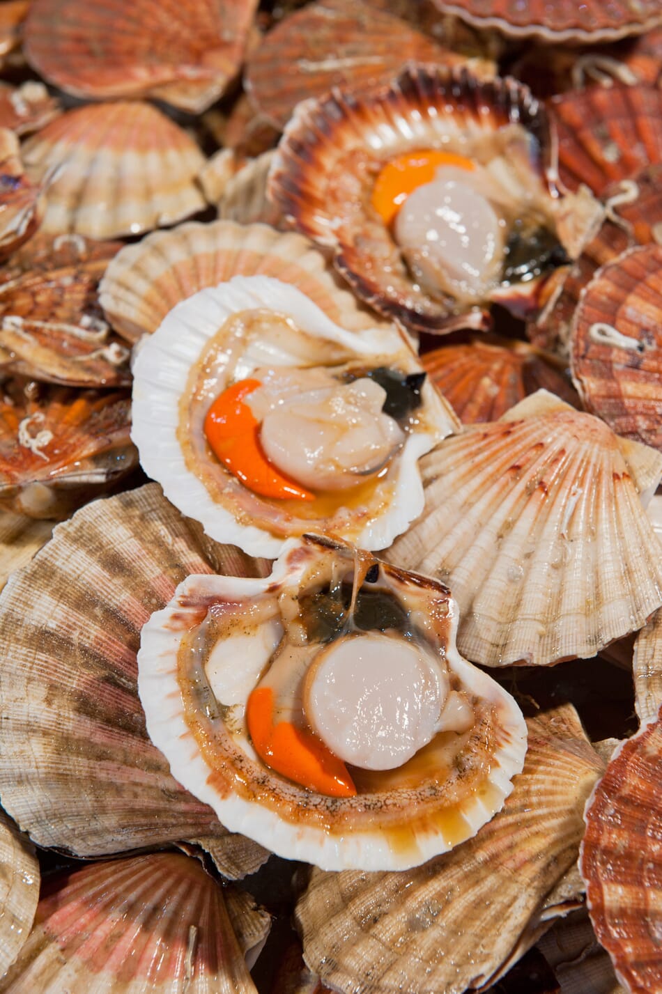 Japanese scallop industry aims for expansion | The Fish Site