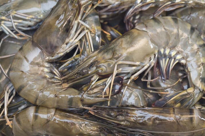 The Netherlands imported tiger shrimp worth nearly US $90 million in 2017
