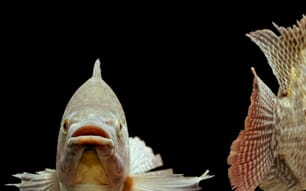 CO2 Monitoring in Aquaculture for Optimal Growth Conditions