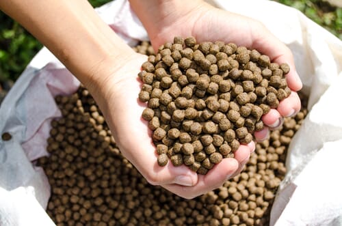 Person holding pelleted aquafeed in their hands