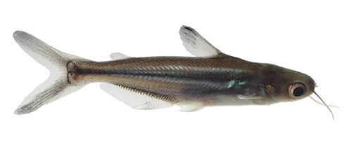 Picture of a pangasius on a white background