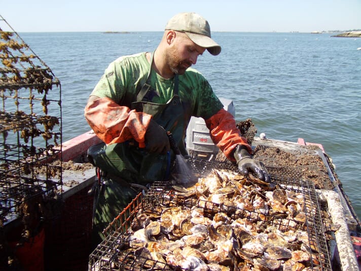 man pulling up oyster baskets
