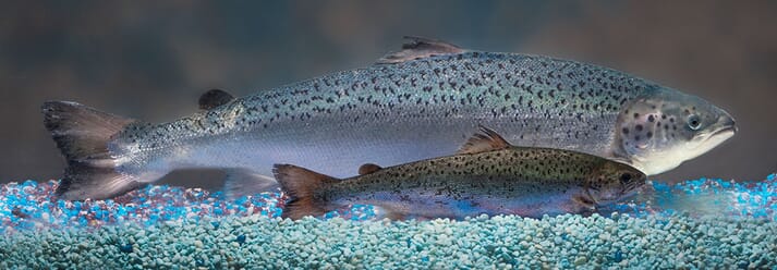 AquaBounty produces a genetically engineered strain of Atlantic salmon that contains DNA from Pacific king salmon and eelpout in order to grow more quickly than conventional salmon