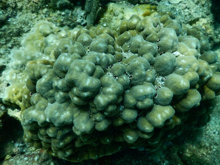 Porites coral