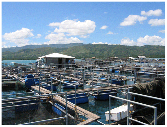 Rush for shares in aquaculture industry