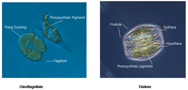 dinoflagellates