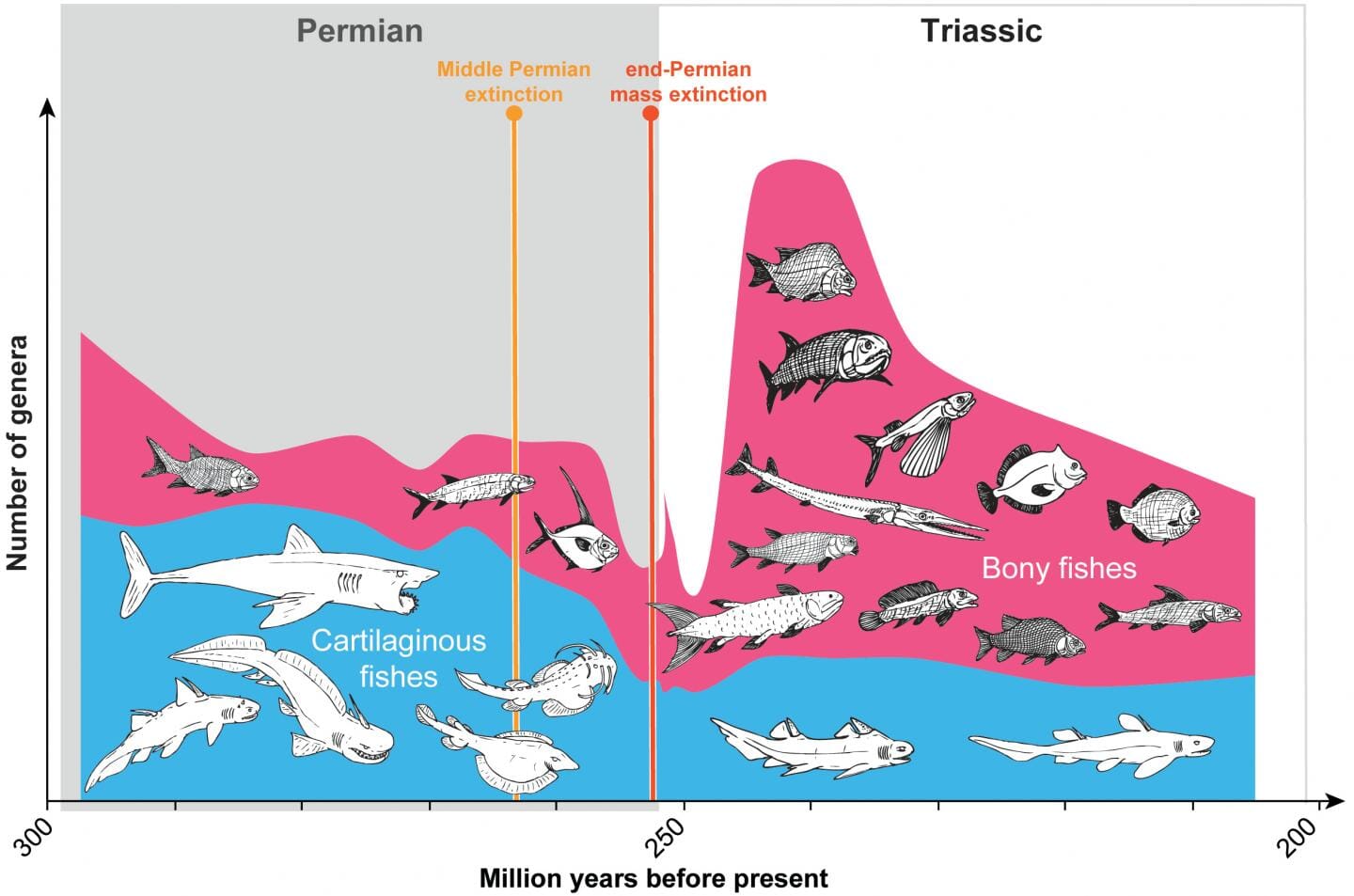 permian triassic extinction