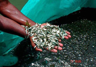 Carp fry production in rural area