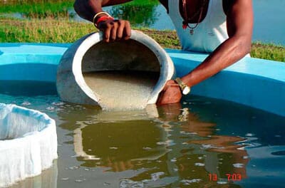 Release of carp spawns in incubation pool.