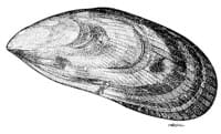 Perna canaliculus