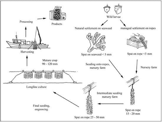 Production cycle