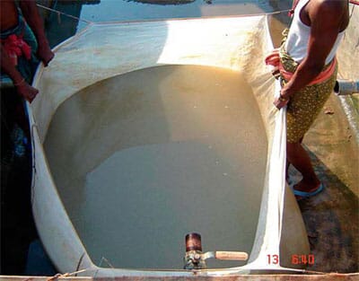 Mass production of carp eggs in a spawning pool