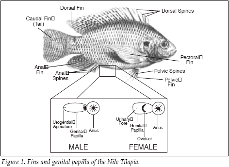 Hand drawing of a tilapia with key anatomical features highlighted