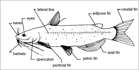 Update 72+ cat fish sketch latest - seven.edu.vn