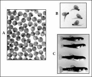 improve egg hatchability rate in rainbow trout