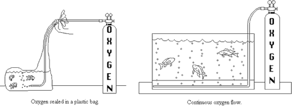 Transporting fish | The Fish Site